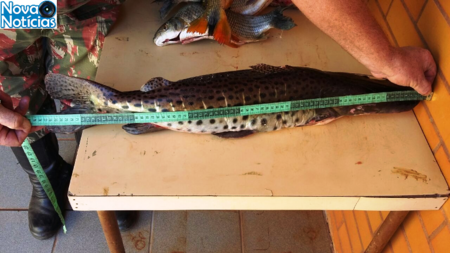 Left or right pescado apreendido bataypor 22 set 2016.png1