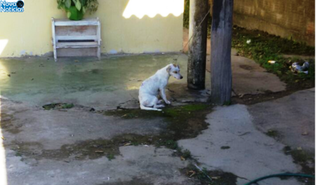 Left or right cadela maus tratos p. murtinho 26 de janeiro de 2018