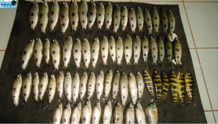 Left or right pescado apreendido tl 21 de mar o de 2018.png1