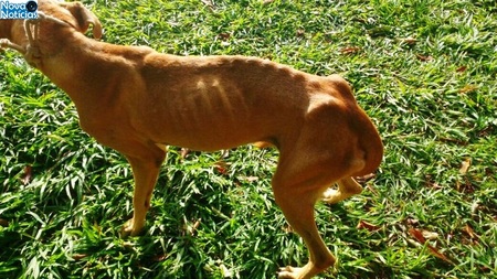 Left or right cachorro um