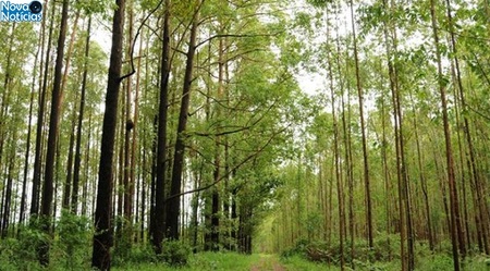Left or right floresta eucalipto fabio torresan