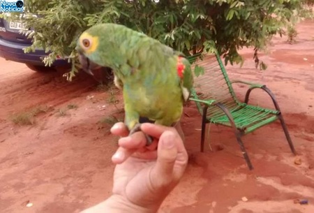 Left or right papagaio apreendido selviria pma tl 18 de fevereiro de 2019