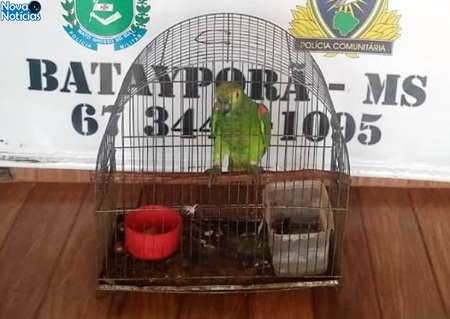 Left or right papagaio preso dia 15 de mar o em nova andradina