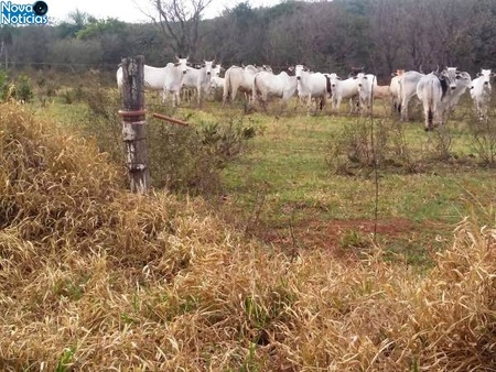Left or right gado reserva legal assentamento maracaju 23 de julho de 2019