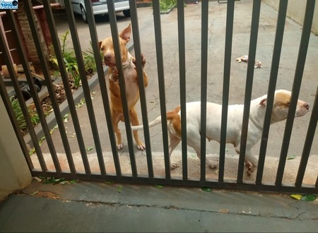 Left or right animais furtados dia 30 em nova andradinabbbb