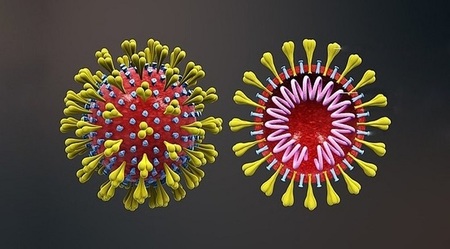 Left or right coronavirus sarscov2.png