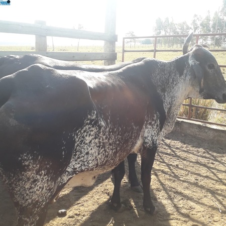 Left or right gado recuperado em bataguassu dia 28 de julho