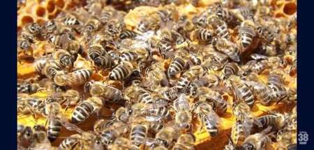 Left or right ataque de abelhas em clube deixa seis pessoas feridas 696x333