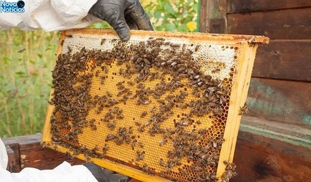 Left or right apicultura senar joao carlos castro 730x428
