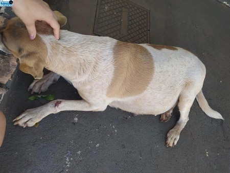 Left or right cachorro bata dia 05 de maio