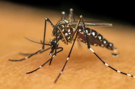 Left or right 6 acoes importantes para eliminar o mosquito da dengue 538 x 358