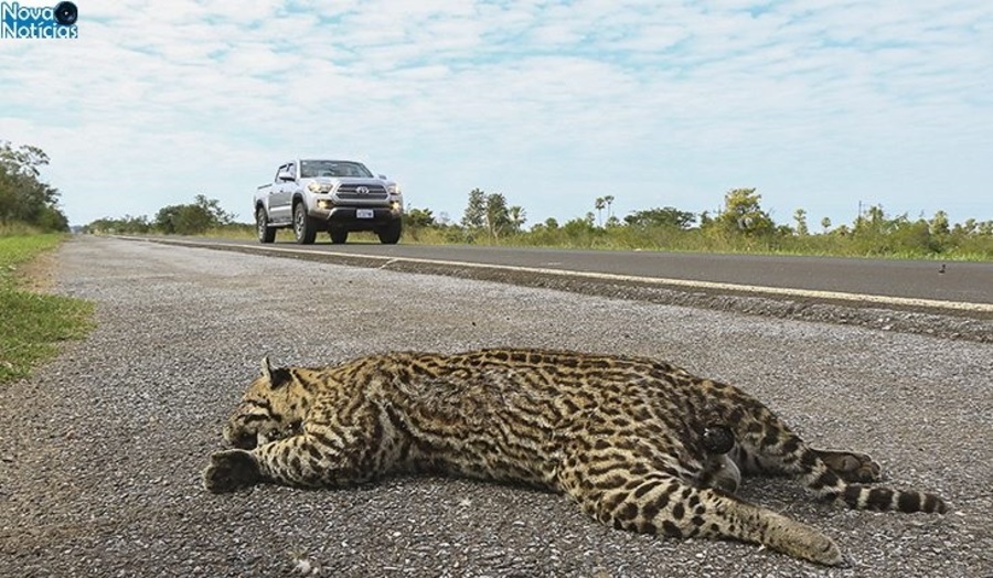 Center jaguatirica morta atropelada na br 262 foto edemir rodrigues 730x425