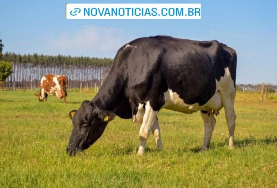 Left or right vacas gestacao 640x425