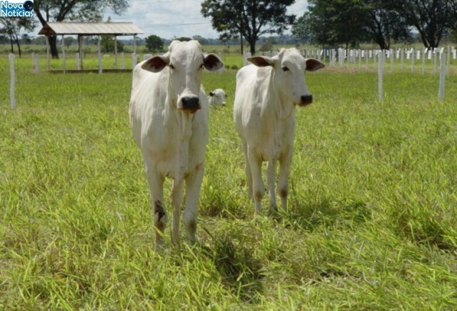 Left or right gado bovino pastagem foto embrapa 640x480