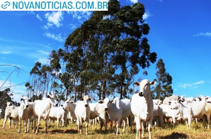 Left or right bois semagro e1686151496162 730x480