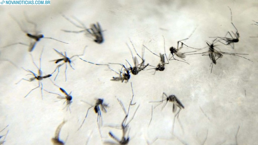 Left or right mosquitos dengue