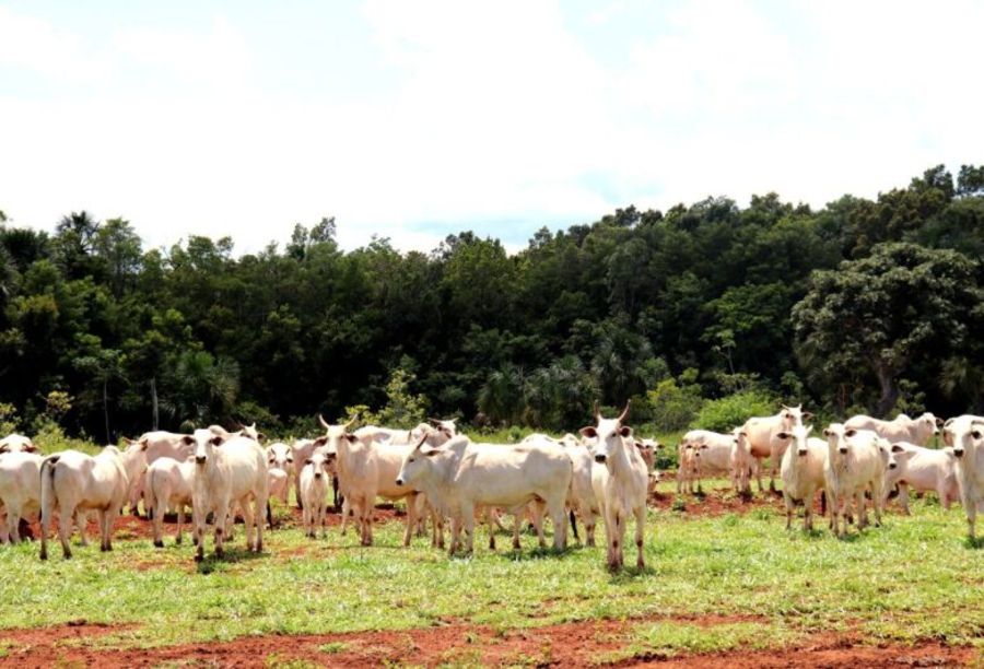Left or right rebanho bovino gado aftosa ms 4