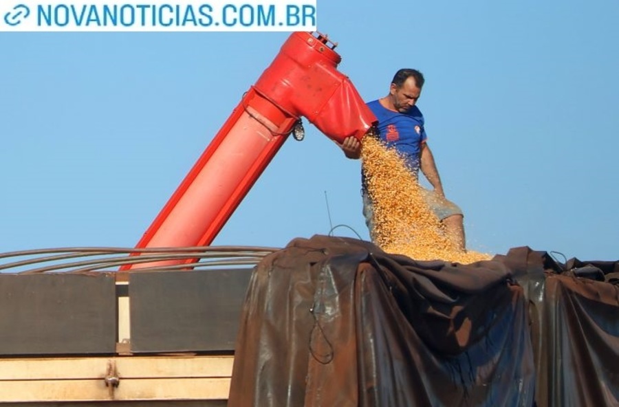 Left or right colheita milho foto alvaro rezende 730x480