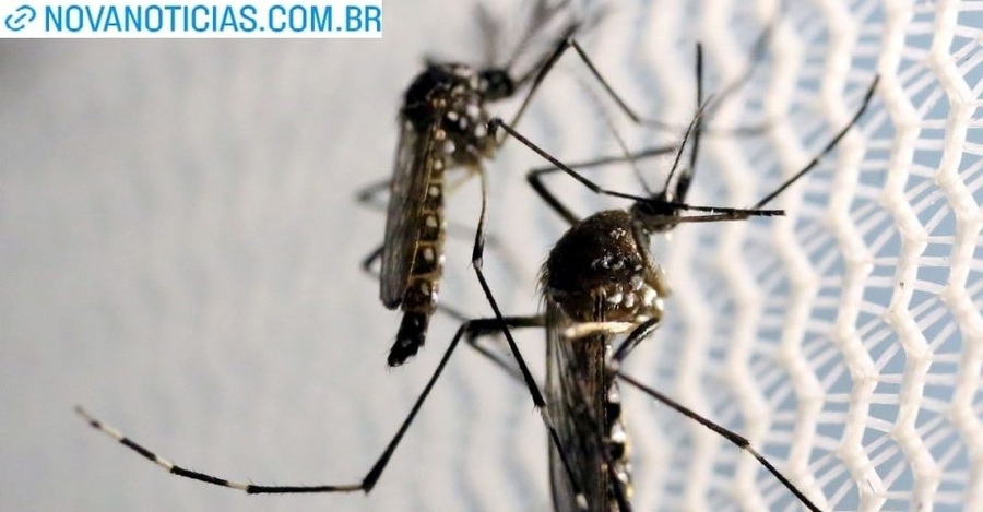 Left or right mosquitos aedes aegypti dengue pkf7vzg18jxeyj7ni62k5j9gb9ra2c0cajuagkn9fs
