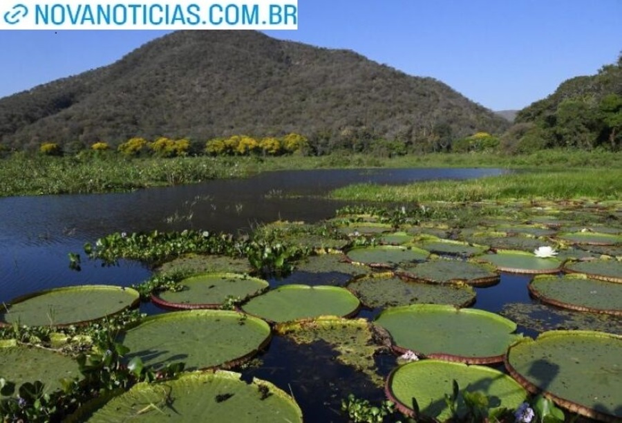 Left or right pantanal vitoria regia foto bruno rezende 01 730x480