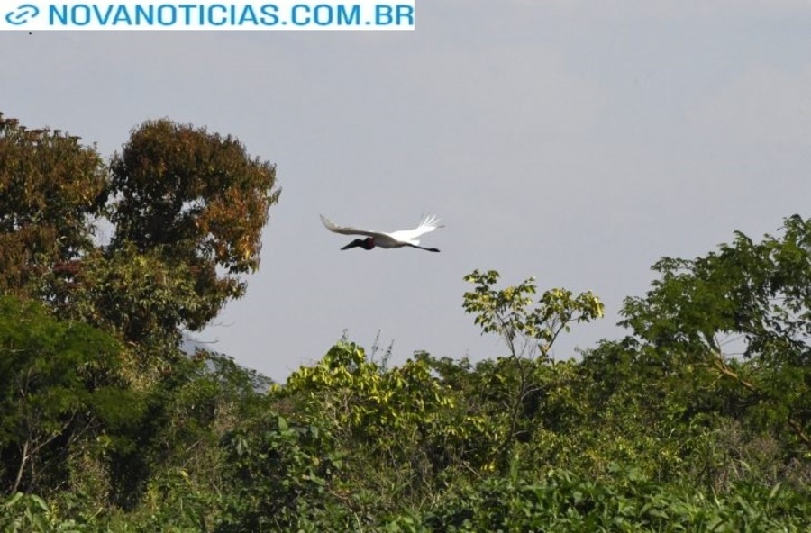 Left or right pantanal tuiuiu foto bruno rezende 01 730x480