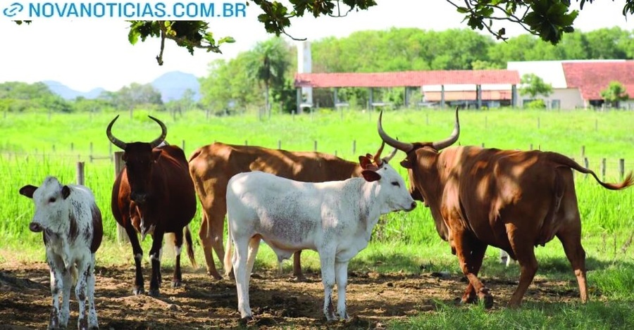 Left or right boi pantaneiro fazenda em aquidauana qo0dird889hilmmnjs2tjbgcpy66txzz9ifigx7wy0
