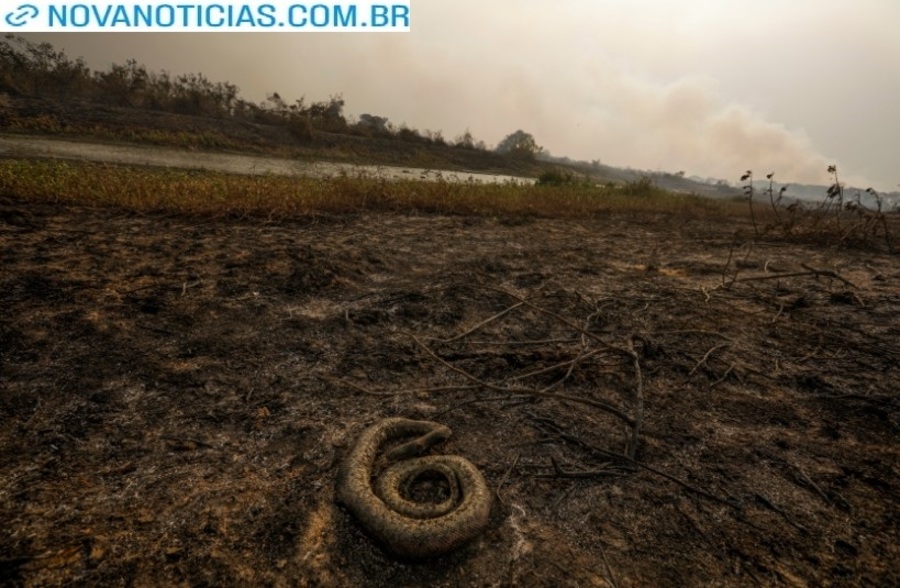 Left or right seca pantanal queimadas
