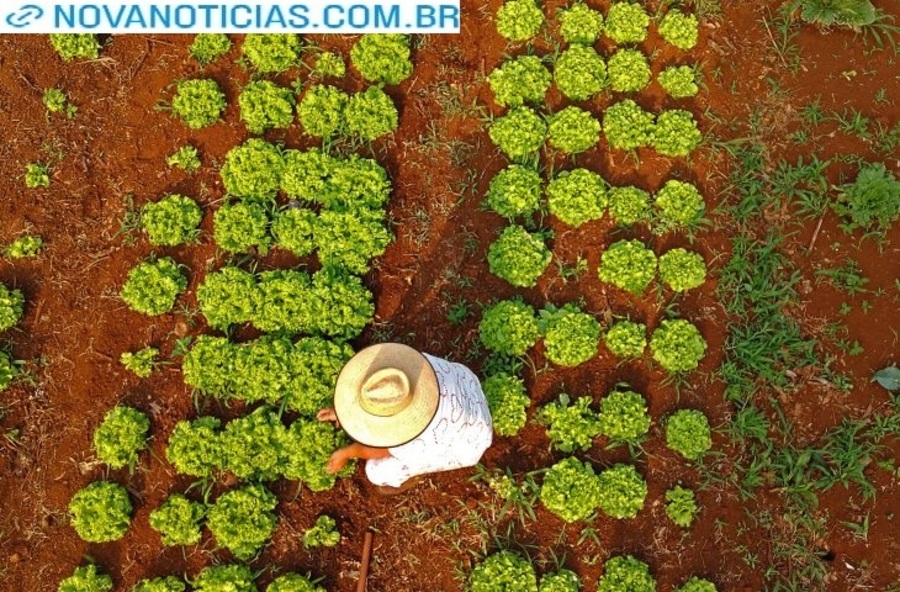 Left or right horta para escolas estaduais foto bruno rezende 02 730x480