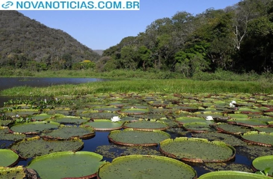 Left or right pantanal vitoria regia foto bruno rezende 02 730x480