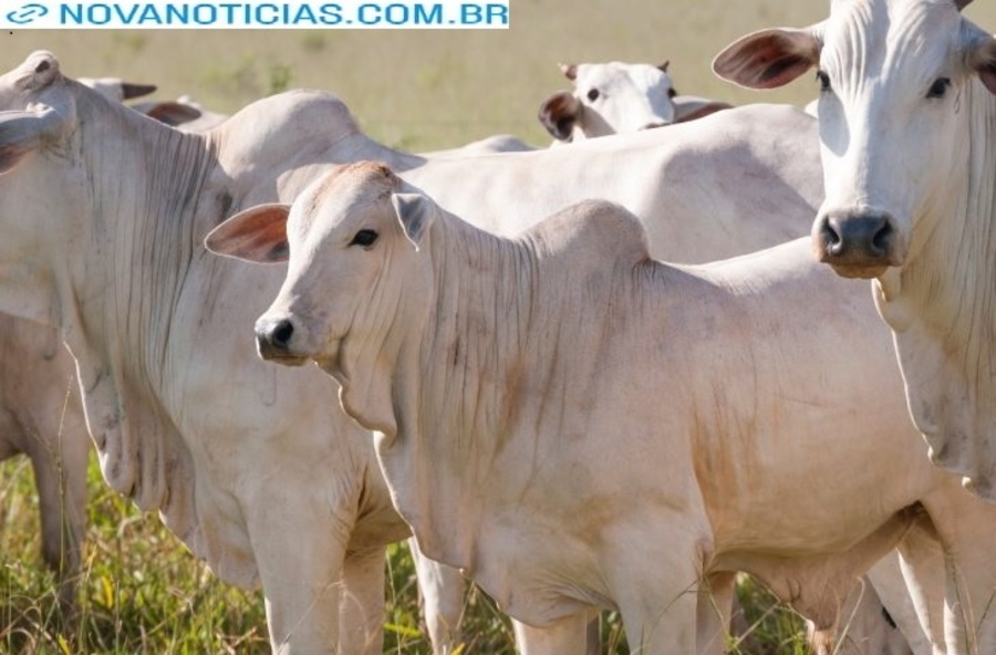 Left or right precoce novilho 730x480