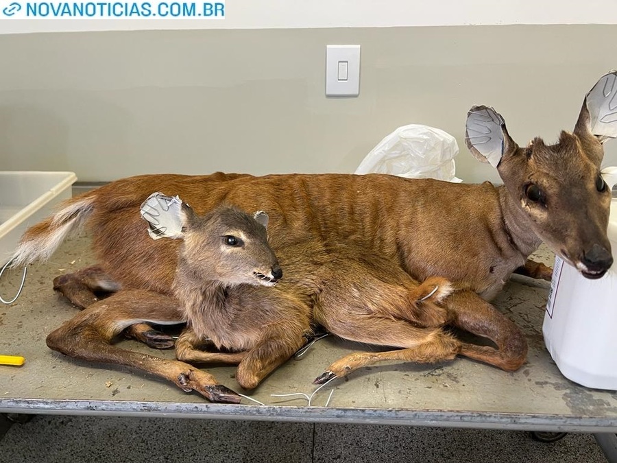 Left or right animais