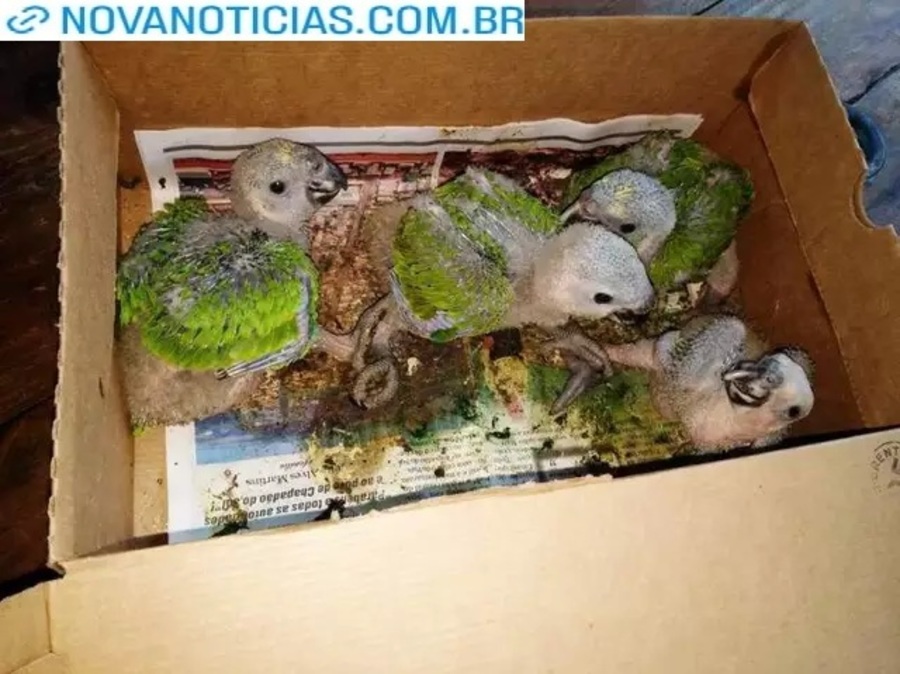 Left or right papagaios em novo horizonte do sul llll