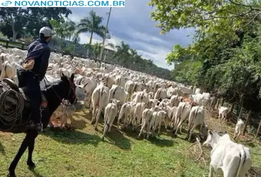 Left or right gado furtado 77