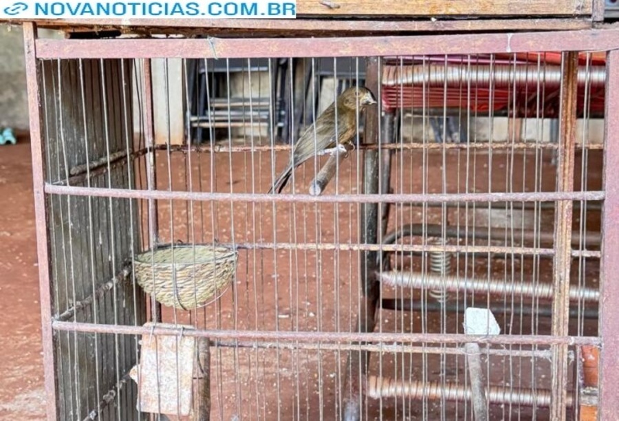 Left or right crime ambiental 22