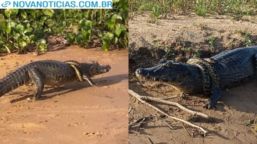 Left or right sucuri amarela se enrola no pescoco de jacare e viraliza nas redes 17559438721323 thumb