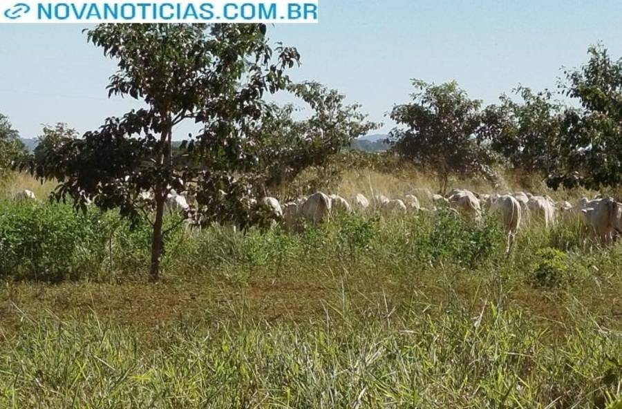 Left or right louro preto cordia glabrata 730x480