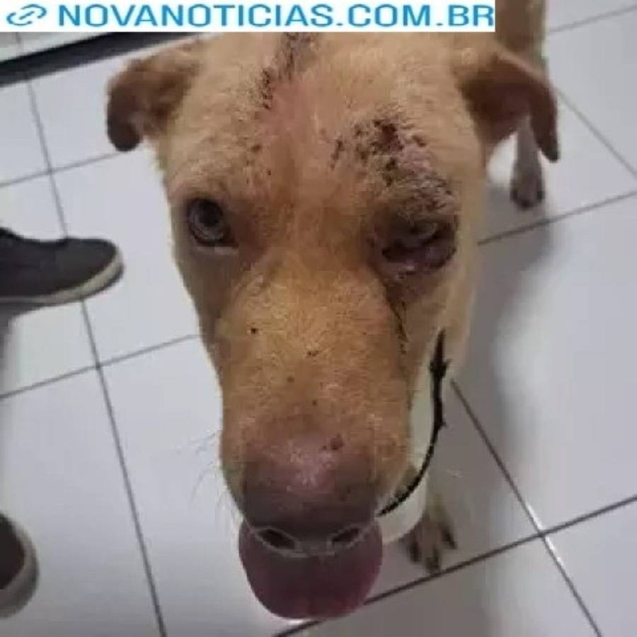 Left or right homem e preso em dourados por espancar cachorro com enxada na frente das filhas 17601032100801 thumb