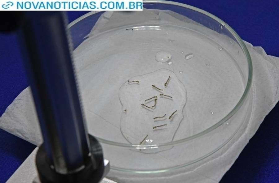 Left or right mosquito da dengue foto bruno rezende 730x480 1