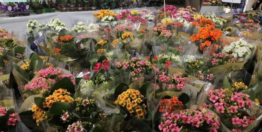 Left or right feira de flores da apae