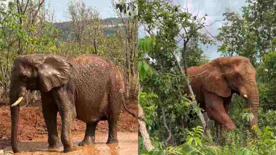 Left or right pupy e kenya