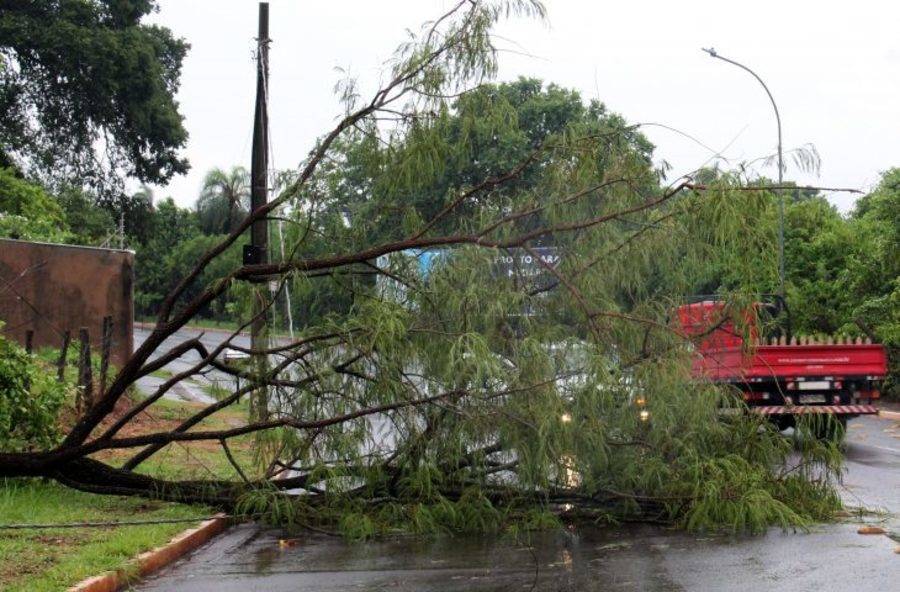 Left or right queda arvore av.gabriel del pino foto chico ribeiro 5 730x480