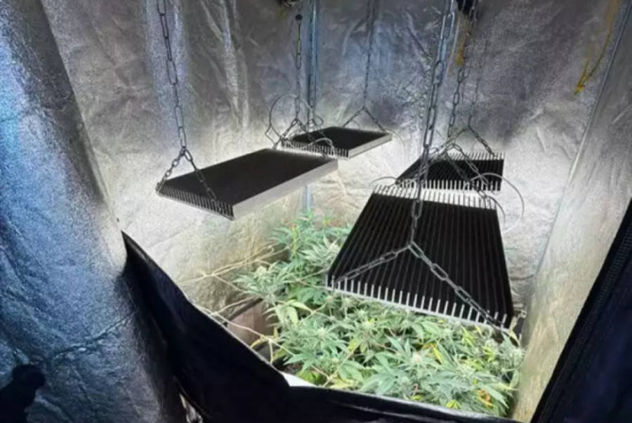 Center homem e preso apos policia encontrar estufa com 121 pes de maconha dentro de casa 17677841152125 thumb