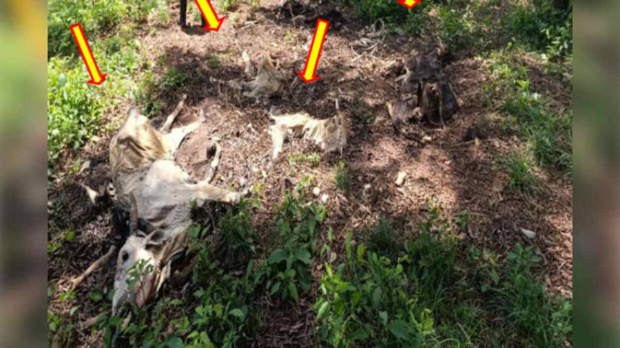 Left or right fazendeiro vira alvo do mp apos deixar quase 500 bois em estado de abandono 17679962296982 thumb