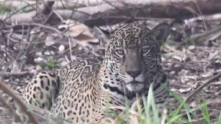 Left or right simbolo de superacao no pantanal onca itapira se recupera e da a luz dois filhotes 17707225627077 thumb